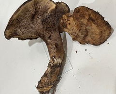 Sarcodon stereosarcinon