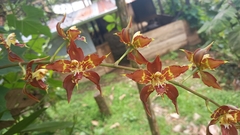 Oncidium