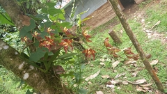 Oncidium