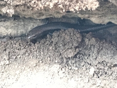 Lampropholis guichenoti