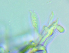 Sarcodon stereosarcinon