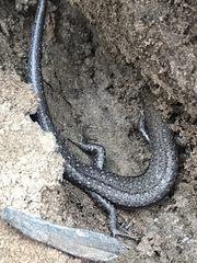 Lampropholis guichenoti