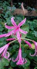 Nerine