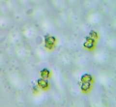 Sarcodon stereosarcinon