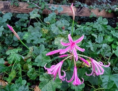 Nerine