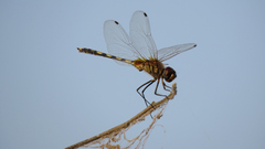 Trithemis pallidinervis