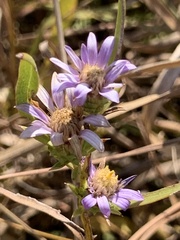 Eurybia hemispherica