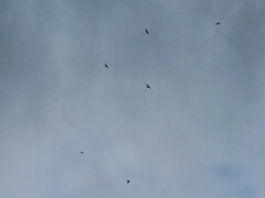 Hirundo rustica