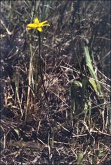 Hypoxis hygrometrica