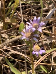 Eurybia hemispherica