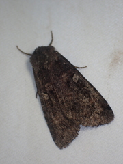 Noctuina