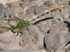 Erpetogomphus crotalinus