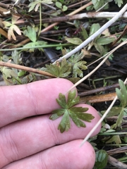 Ranunculus amphitrichus