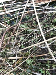 Ranunculus amphitrichus