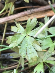 Ranunculus amphitrichus