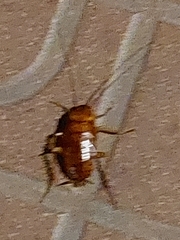 Periplaneta americana