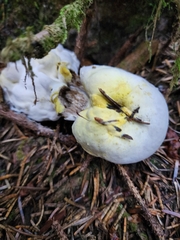 Hypomyces luteovirens