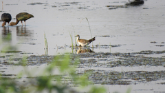 Hydrophasianus chirurgus