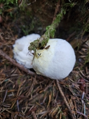 Hypomyces luteovirens