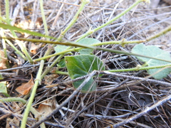 Matelea cynanchoides