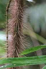 Calamus australis