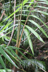 Calamus australis