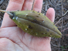 Matelea cynanchoides