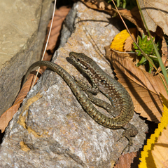 Podarcis muralis maculiventris