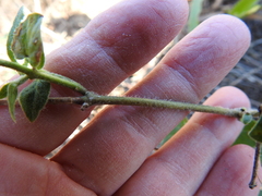 Matelea cynanchoides