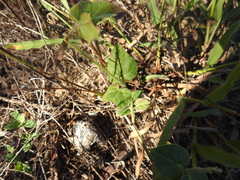 Matelea cynanchoides