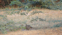 Ortygornis pondicerianus
