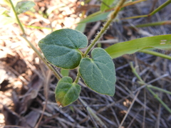 Matelea cynanchoides