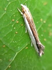 Erechthias chionodira