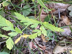 Apioideae