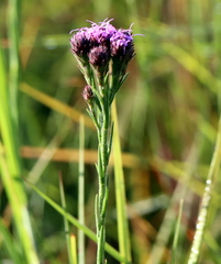 Carphephorus pseudoliatris