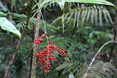 Cordyline cannifolia