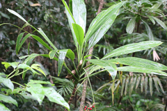 Cordyline cannifolia
