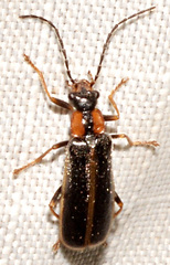 Rhagonycha recta