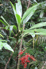 Cordyline cannifolia