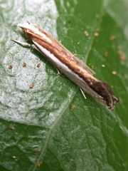 Erechthias chionodira