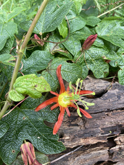 Passiflora cinnabarina