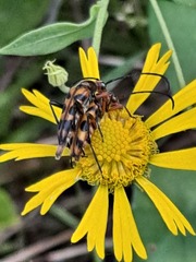 Strangalia sexnotata
