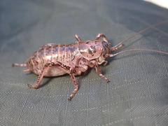 Cyphoderris monstrosa