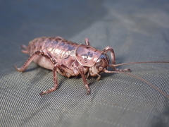 Cyphoderris monstrosa