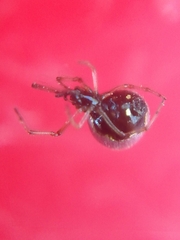 Argyrodes antipodianus