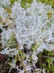 Cladonia portentosa