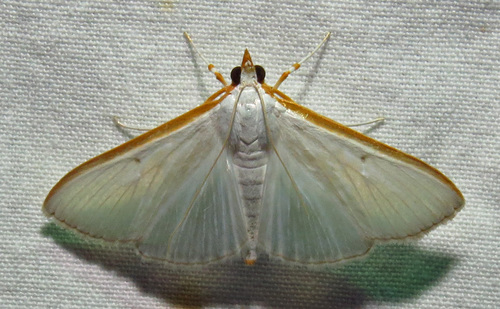 Orange-shouldered Sherbet Moth photo 3
