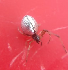 Argyrodes antipodianus