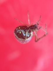 Argyrodes antipodianus