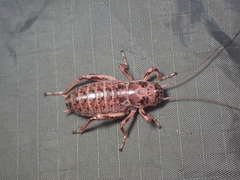 Cyphoderris monstrosa